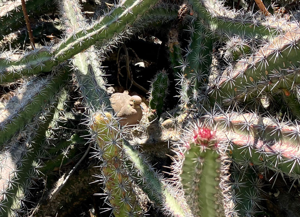 A mourning dove nests in a cactus.
