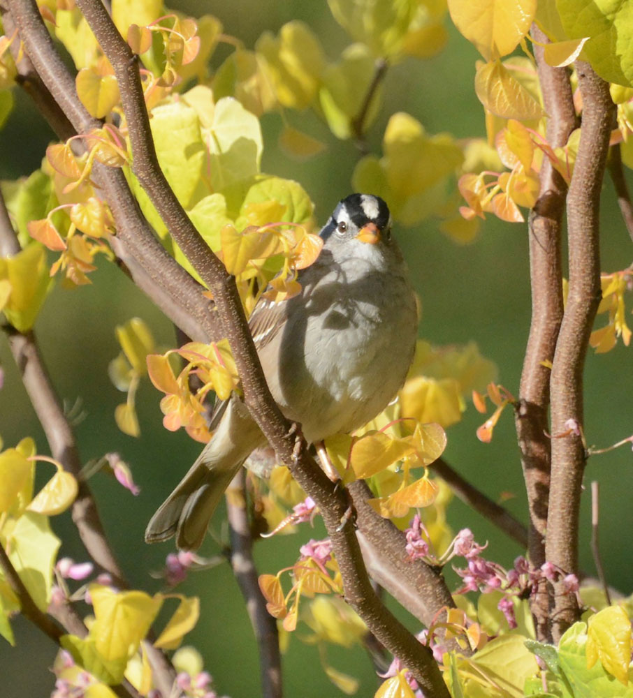 A gray bird perches on a tree with yellow leaves.