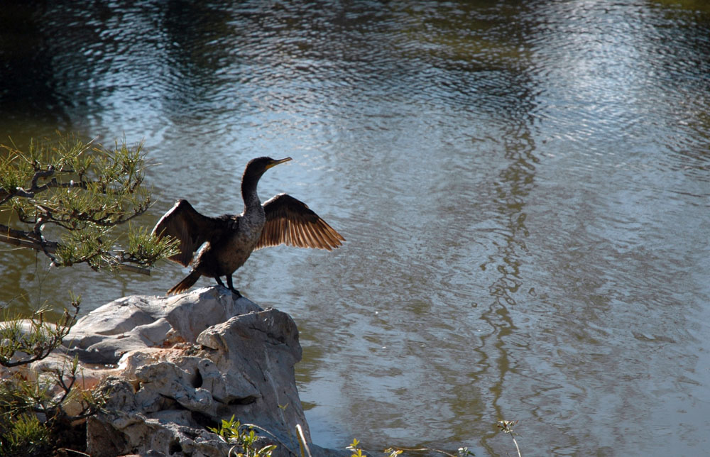 A black bird spreads its wings, standing on a rock near water.