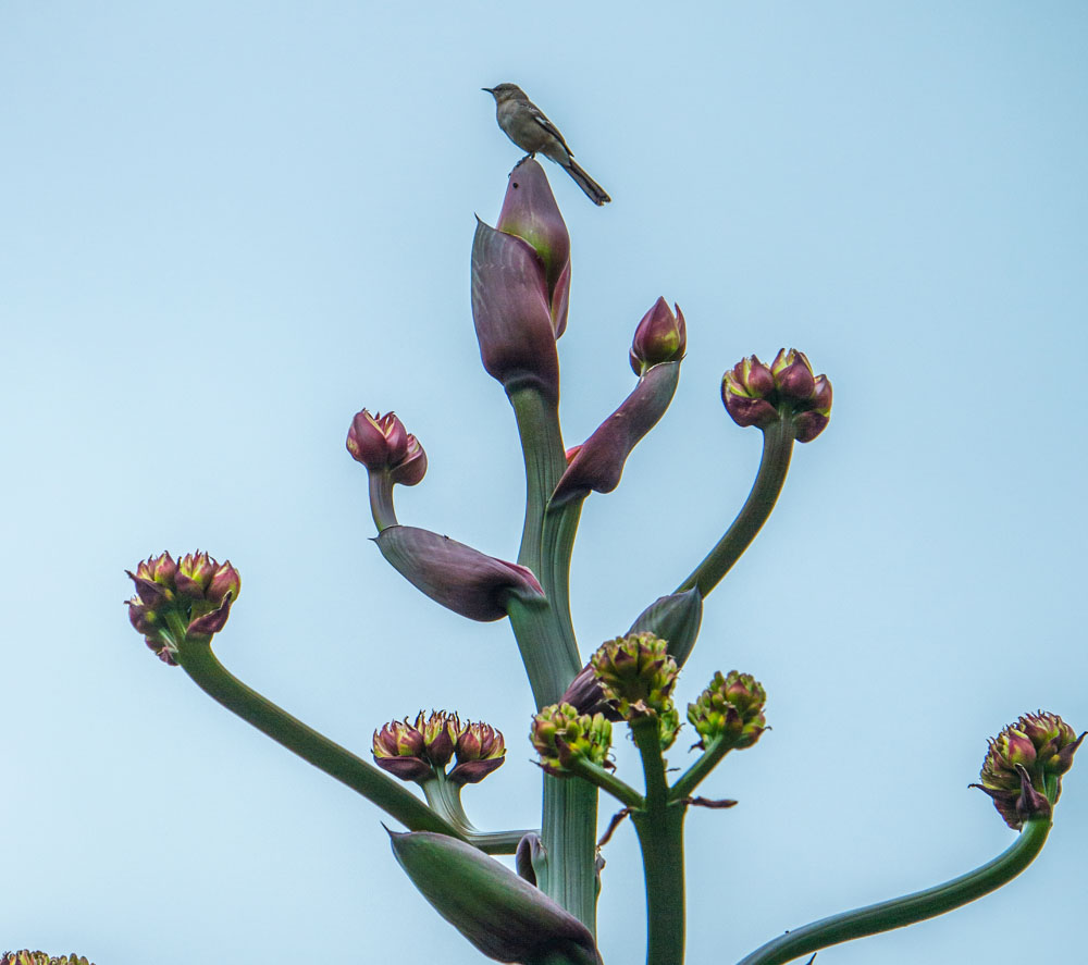 A small bird sits atop an Agave inflorescence.