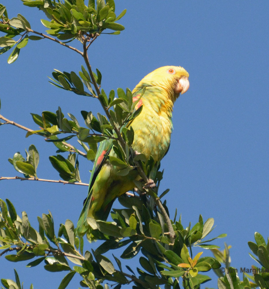 A yellow-headed Amazon parrot in a tree with green leaves.