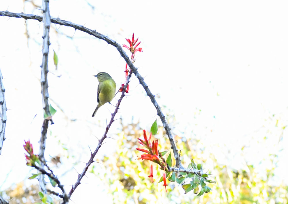 A small bird sits on a thorny branch.