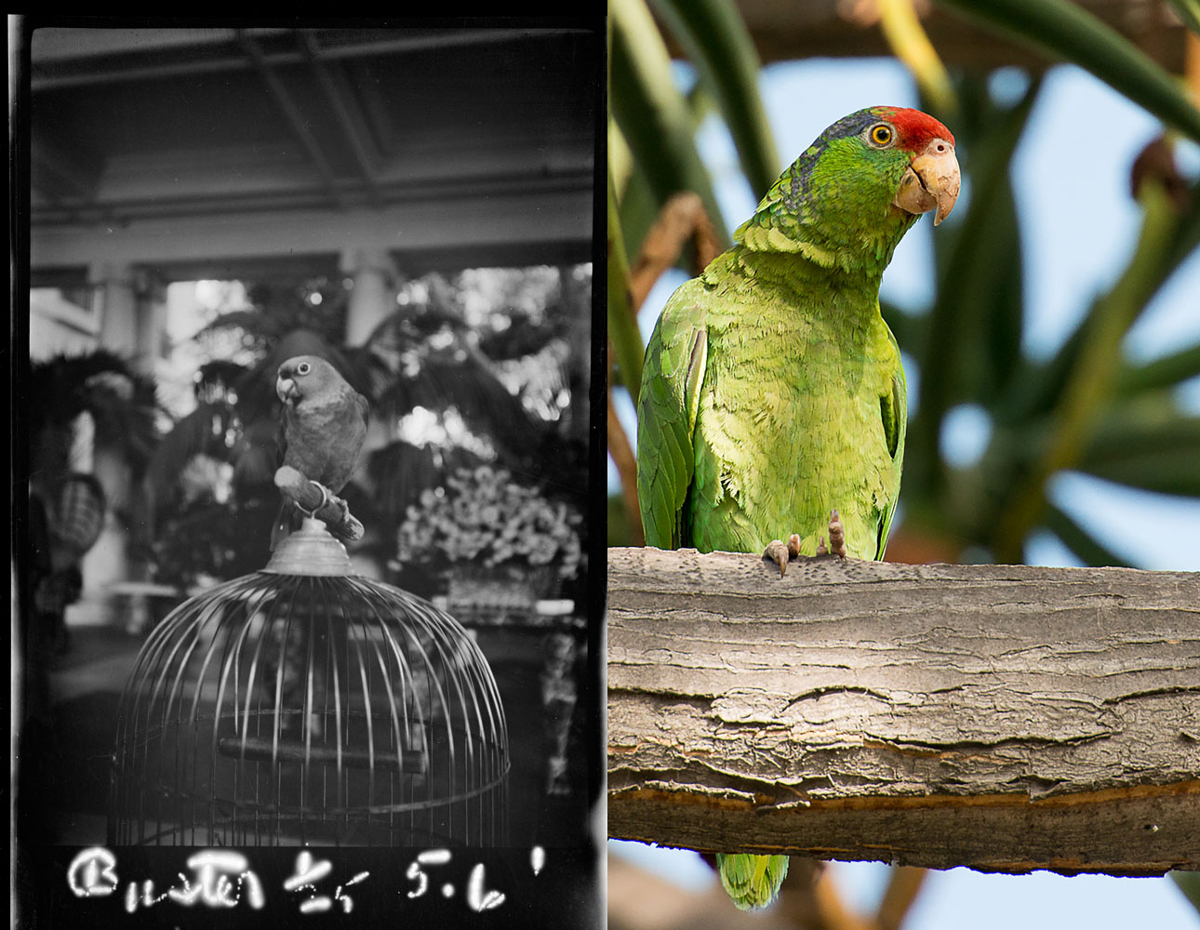 On the left, a black-and-white photo of a parrot on top of a cage. On the right, a color photo of a green parrot on a branch.