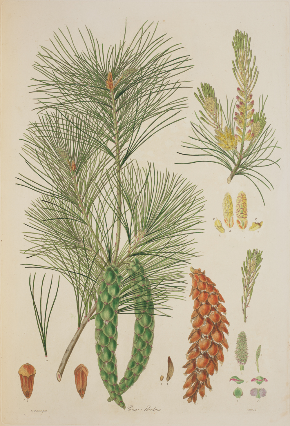 A full-color botanical illustration of various parts of a pine tree.