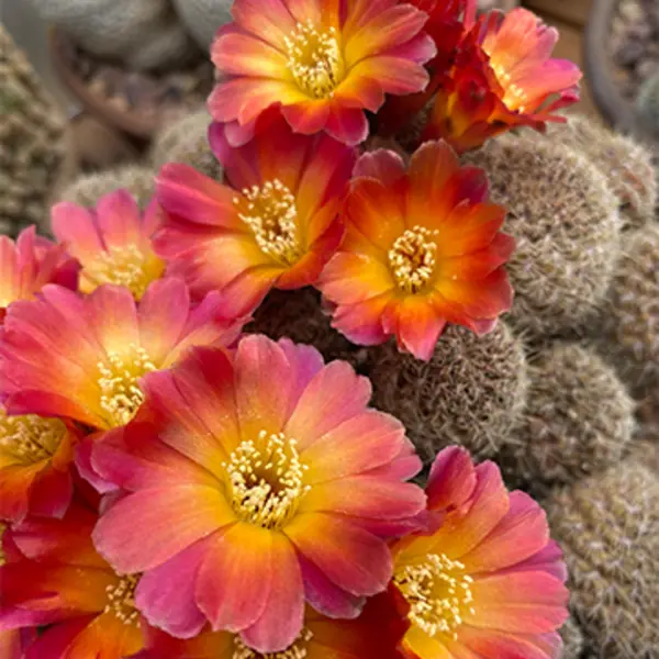 A cactus blooms in a large cluster of flowers, with pink edges and yellow centers.