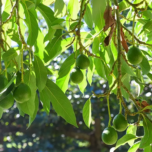 Avocados hanging from a tree.