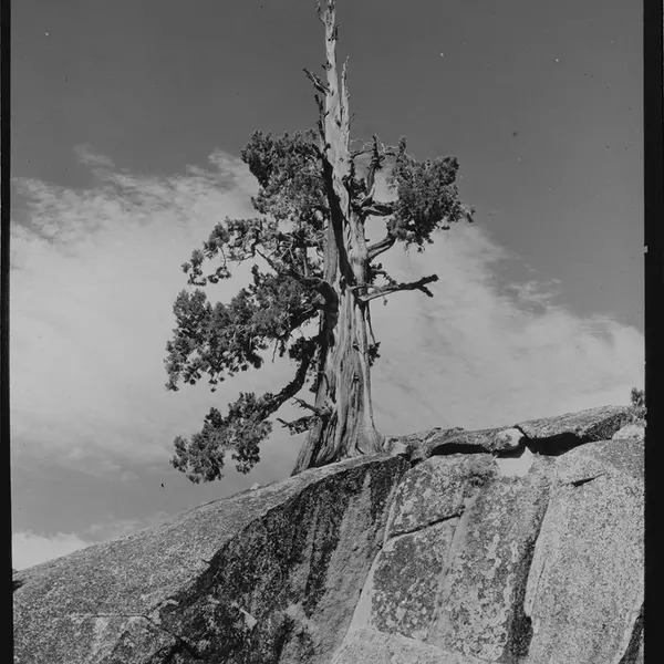 Black-and-white photo of a tree on the top of a rocky cliff.