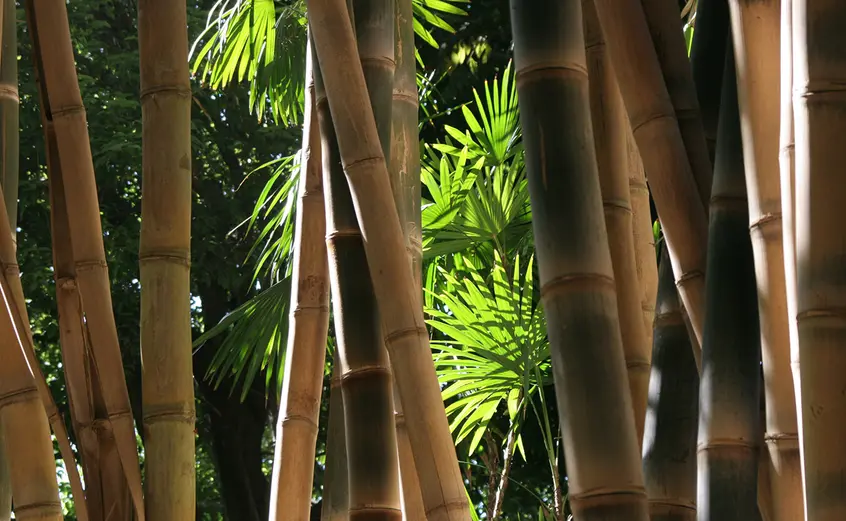bamboo shoots grow near the Jungle Garden
