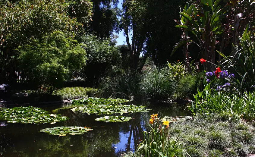 A pond grows water-dwelling plants