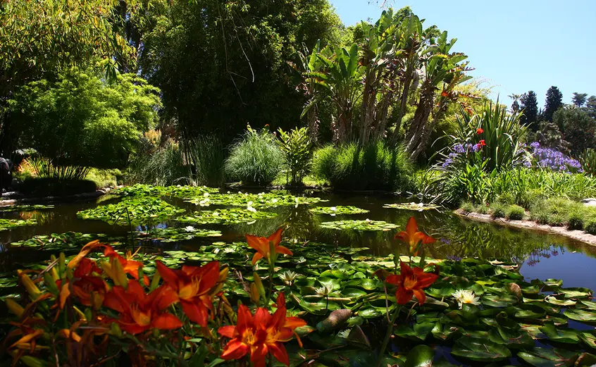 orange ditch lilies grow next to the Jungle Garden pond