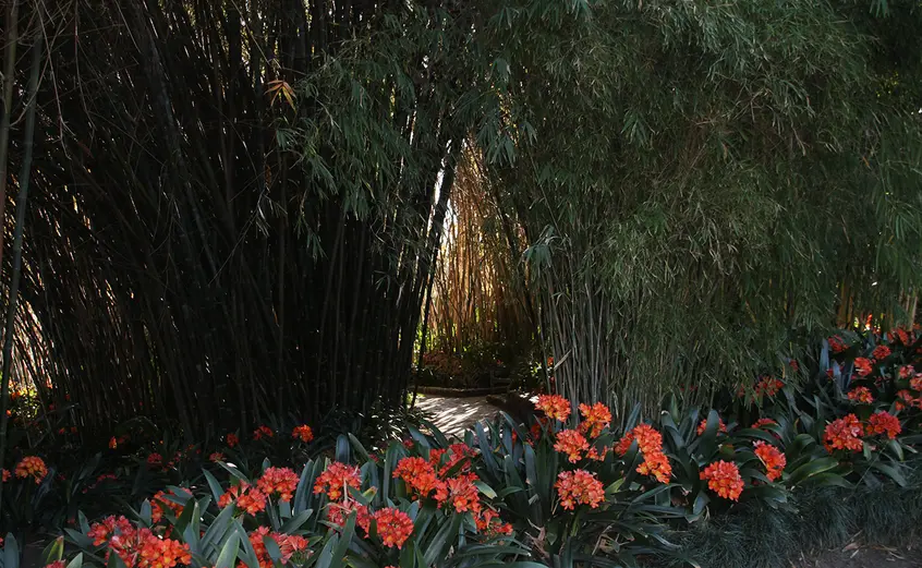 a bamboo path connects the lily ponds to the Jungle Garden