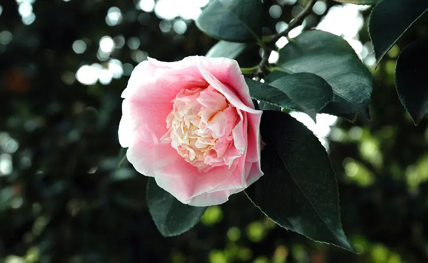 pink Japanese camellia