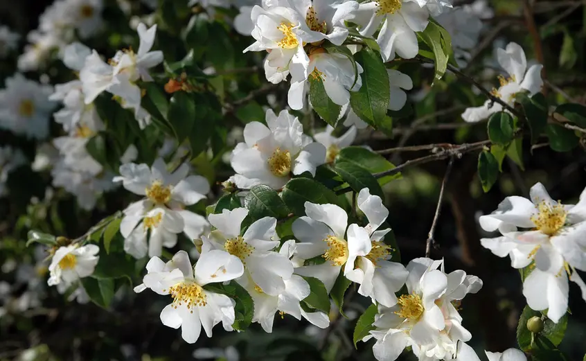 white camellia grijsii