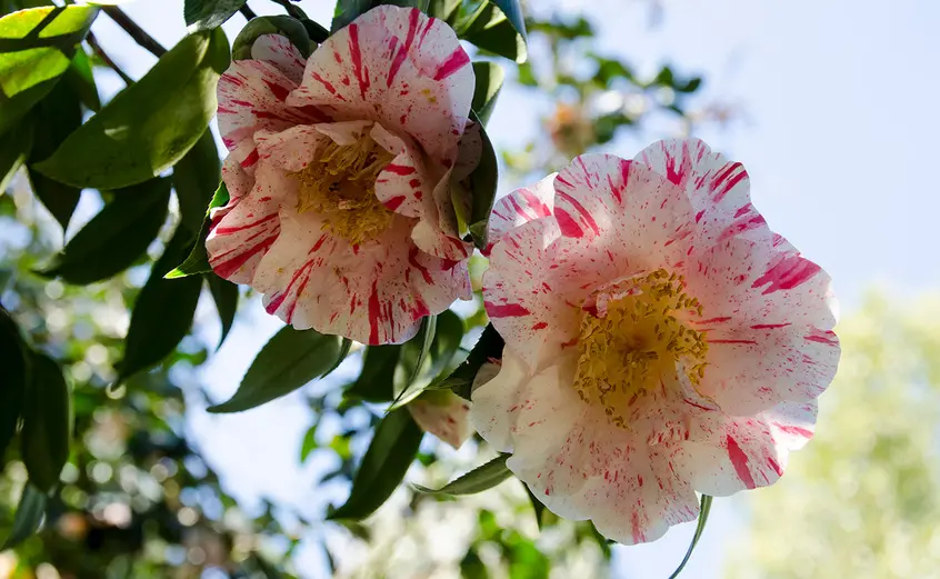 pink camellia jponica finlandia