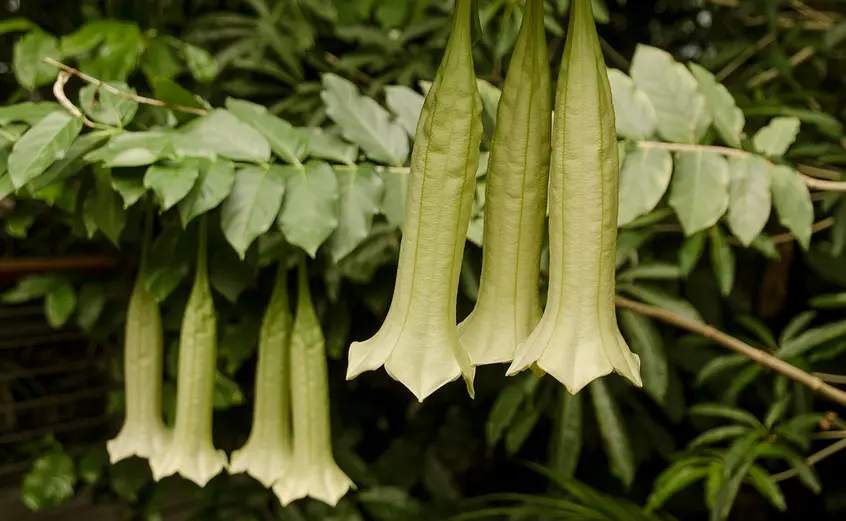 white, bell-shaped blooms of cubanola dominguensis