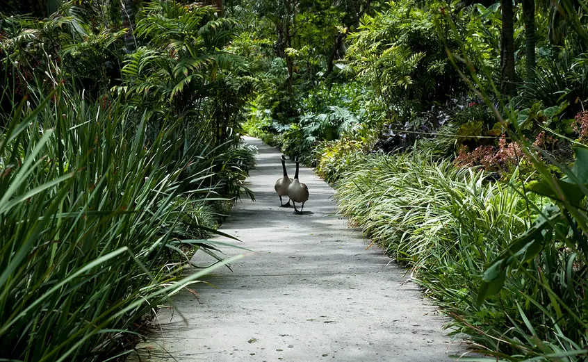 Two Canadian geese waddle down the Jungle Garden pathway