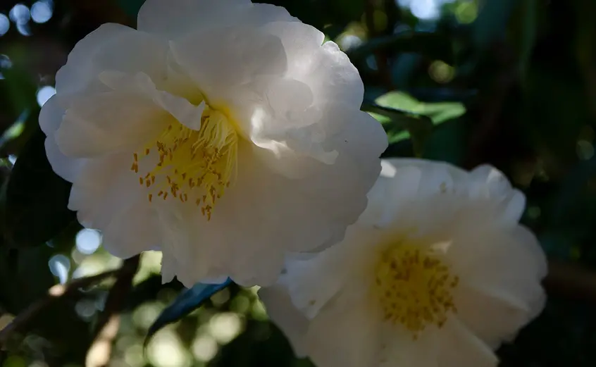 white camellia blossoms