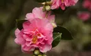 pink camellia hiemalis showa