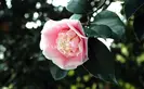 pink Japanese camellia