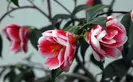 pink and white camellia tama 