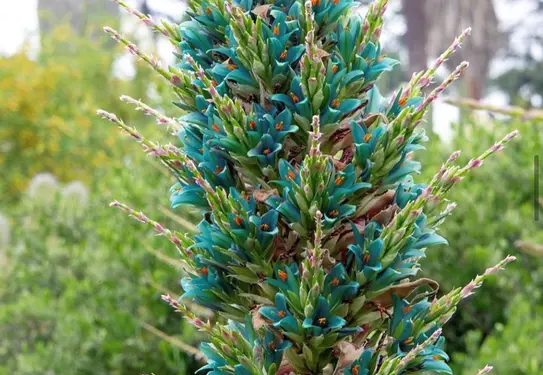 Puya with teal flowers blooming. 