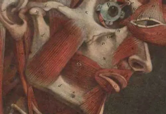 Detail of 18th century anatomy book