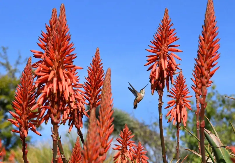 A hummingbird hovers near a blooming aloe plant.