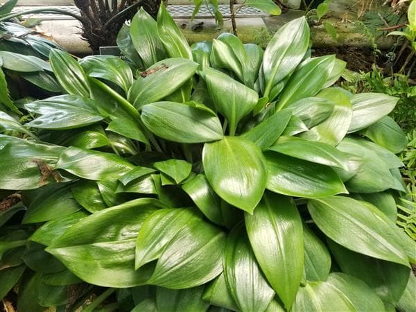 Multiple overlapping bright green leaves.