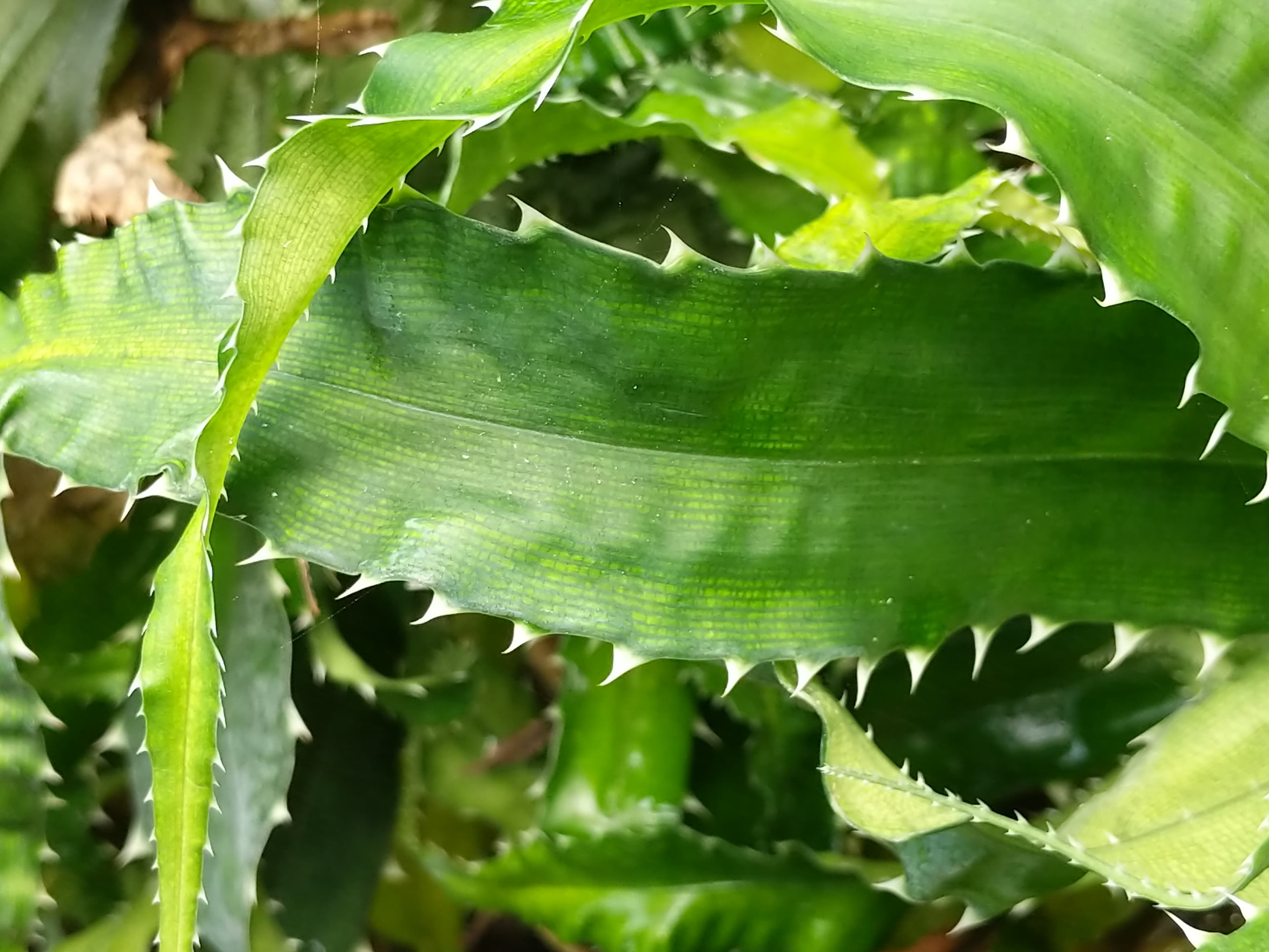 A long dark green leaf with white spine-like growths on the edge. Another similar leaf curls over the leaf.