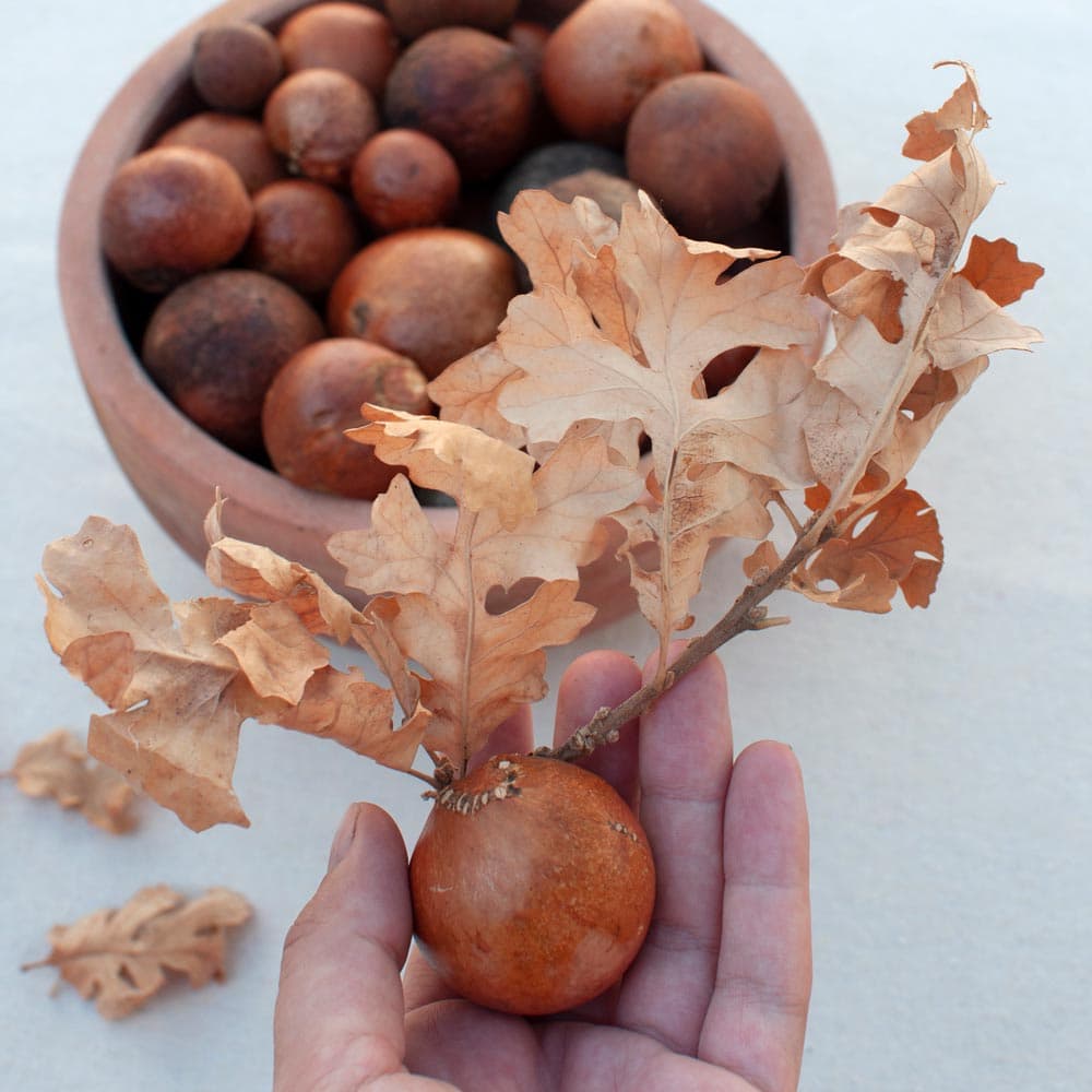 A hand holds a dry fruit on a branch with dry leaves, over a bowl of dry fruit.