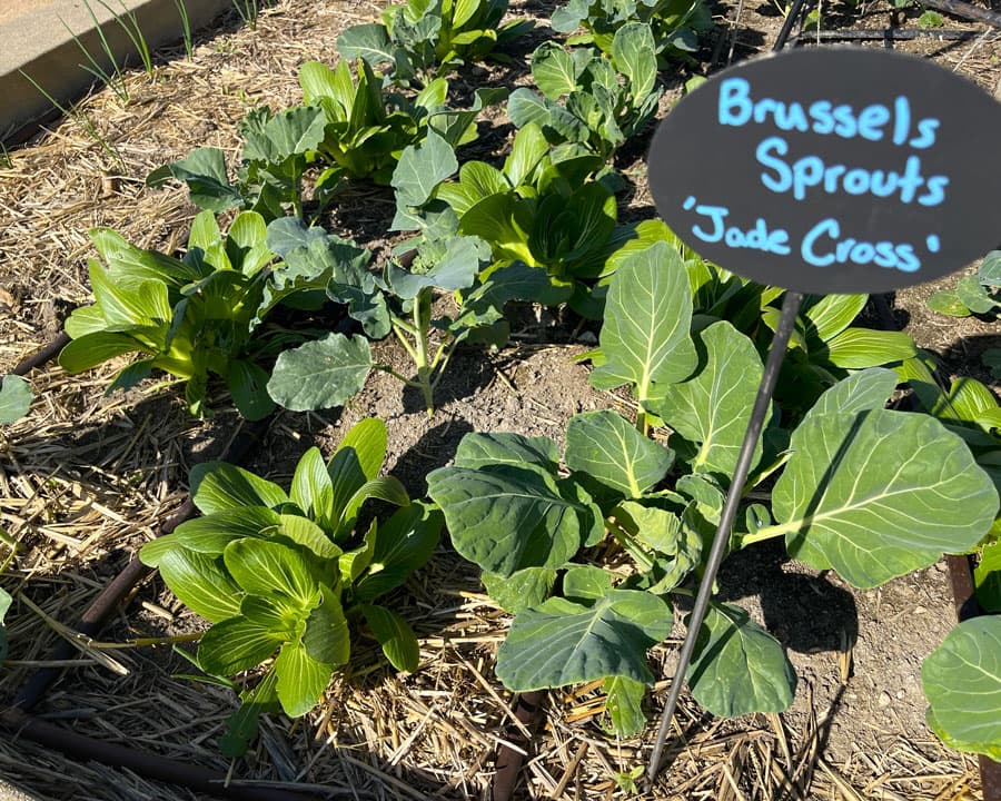 Brussels sprouts growing in a garden.
