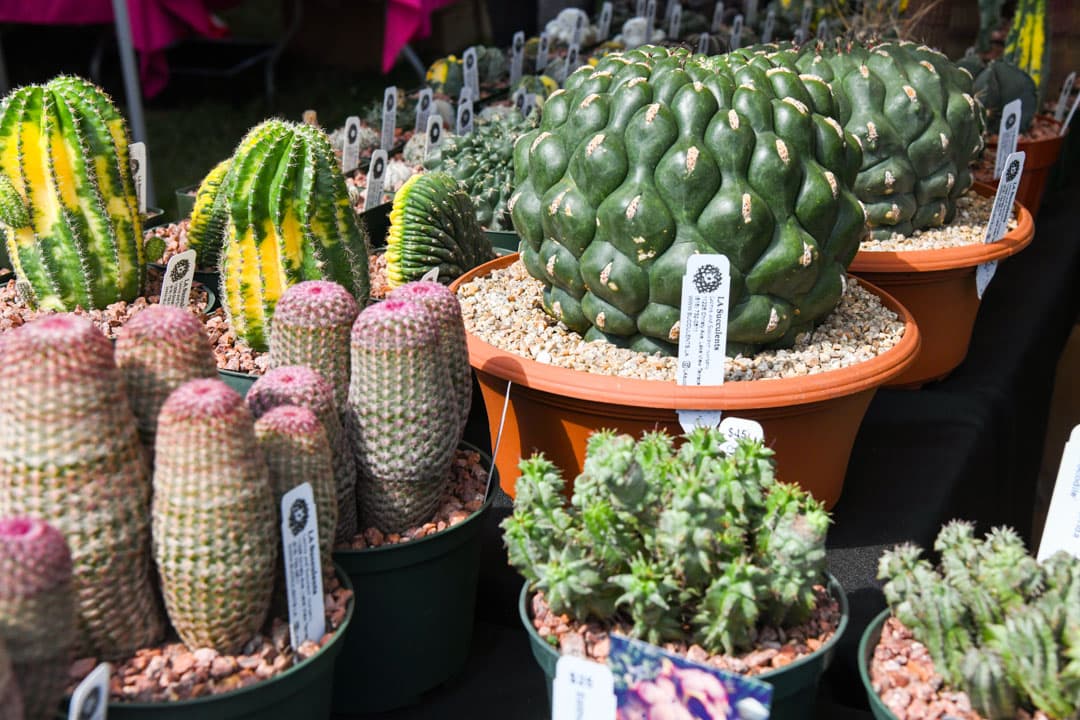 A table of potted succulents and cacti.
