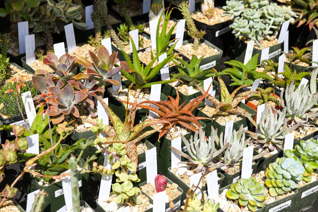 A table of potted succulents and cacti.