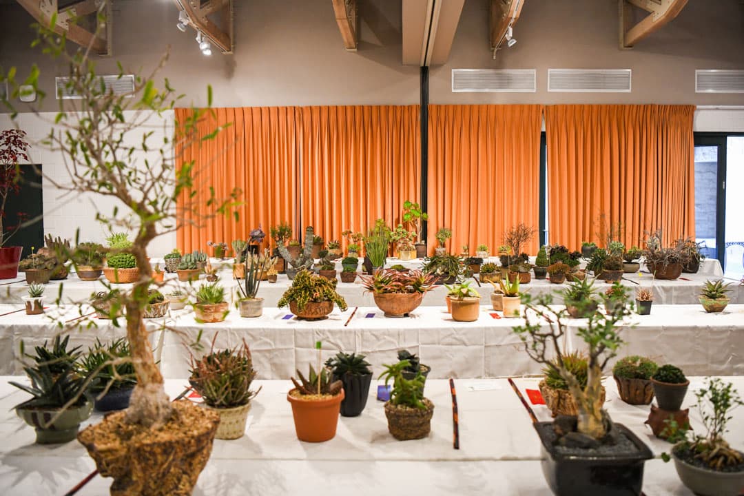 A large room with tables of potted succulents and cacti.