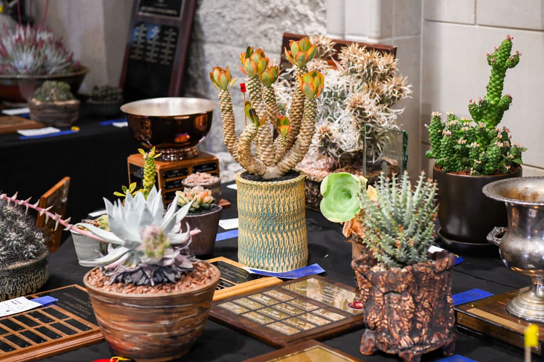 A table with few potted succulents and cacti.