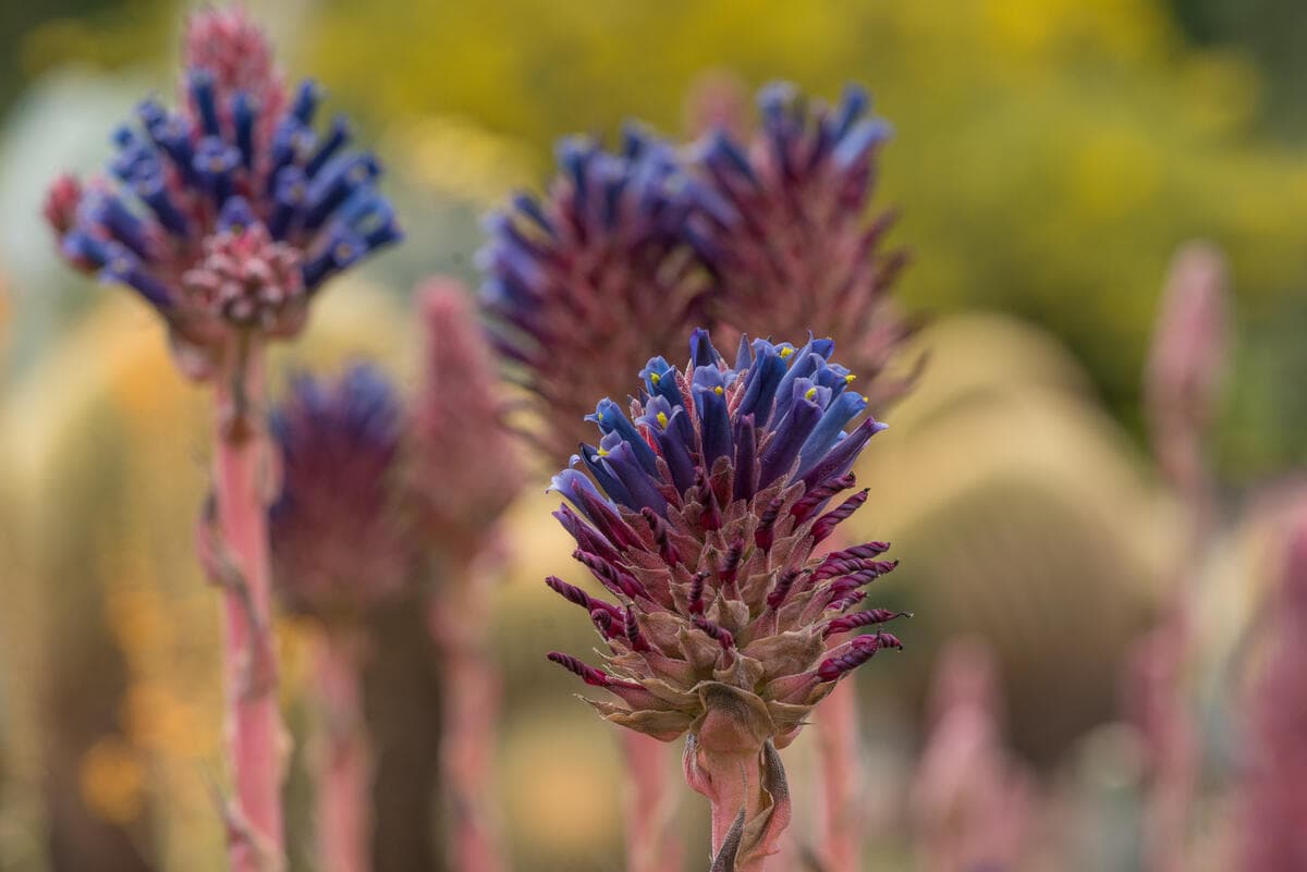 Small clusters of long purple blooms on pink flower stalks.