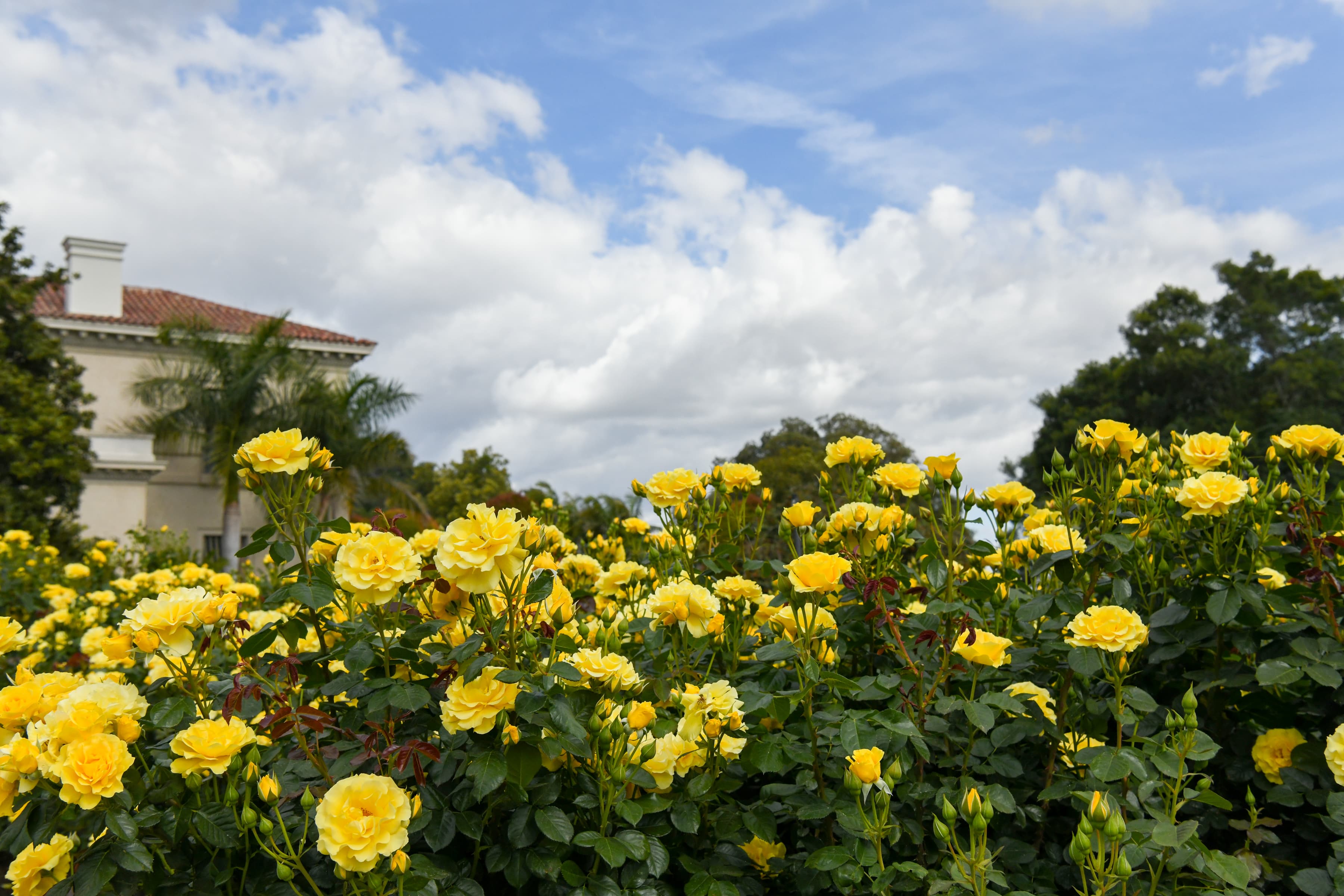 view of a bush with yellow roses in the foreground and swirling clouds in the background.