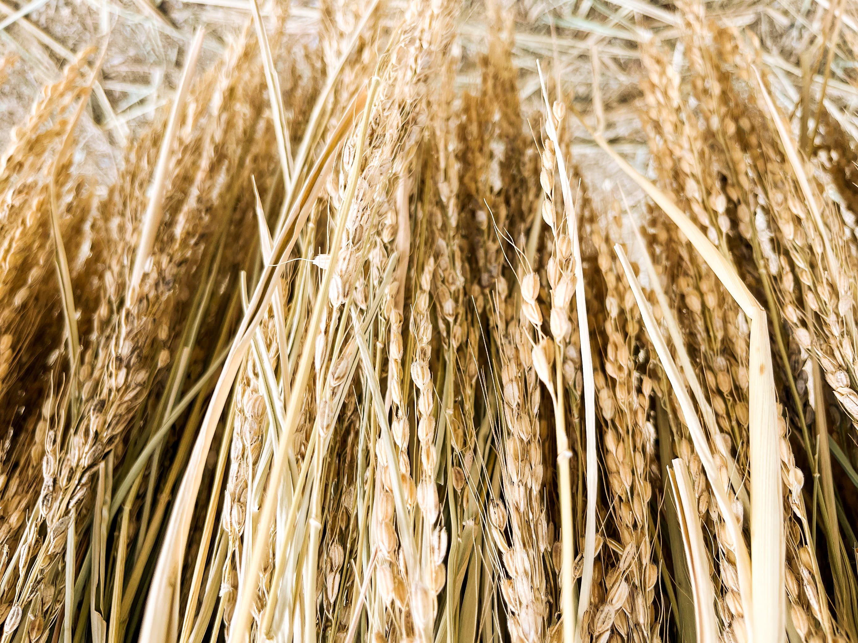 A close-up view of harvested rice bundles.