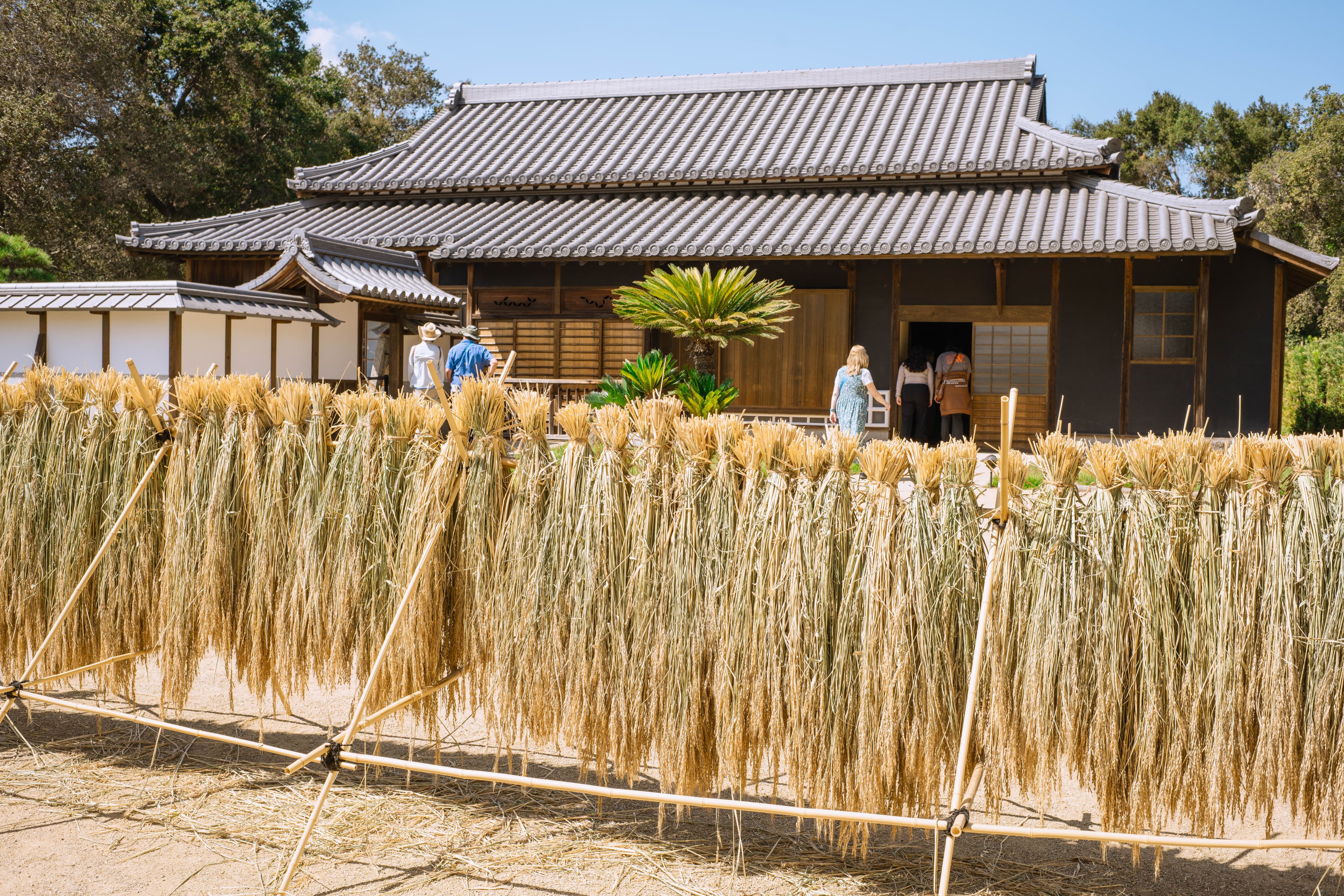Bundles of harvested rice dry on a rack outside of the Japanese Heritage Shōya House.