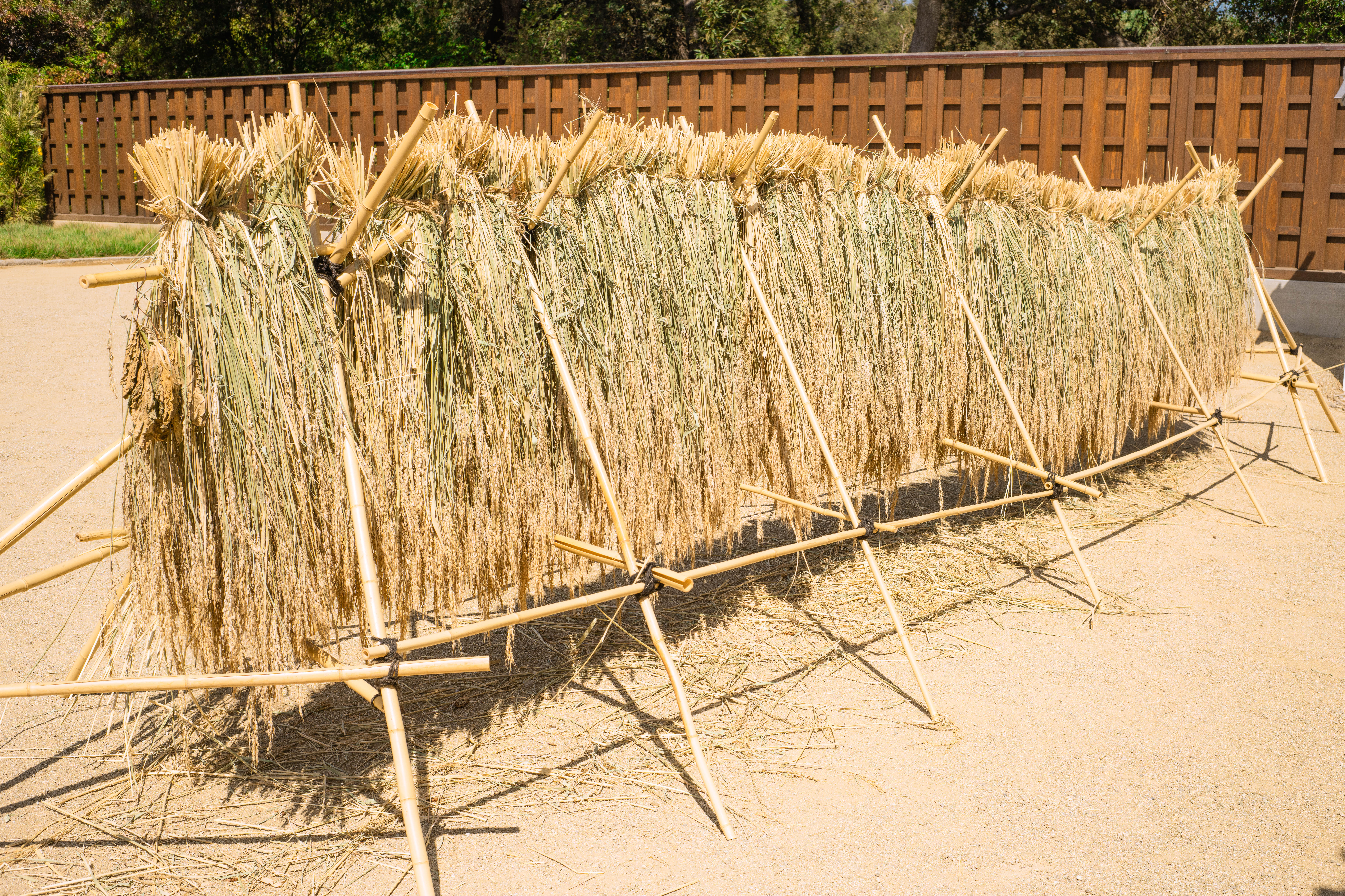 Harvested rice bundles drying on a rack outdoors.