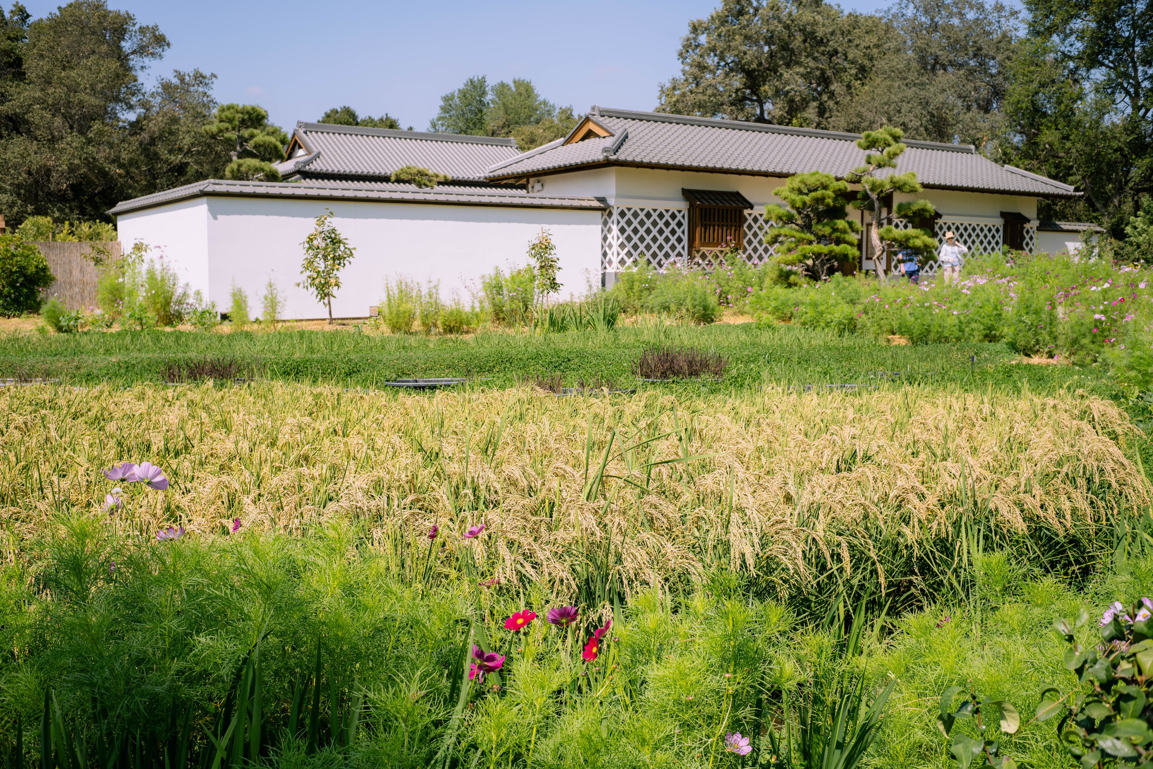 Rice grows in paddies outside of the Japanese Heritage Shōya House.