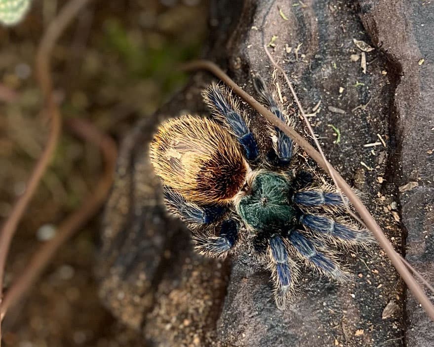 A hairy brown spider on a rock.