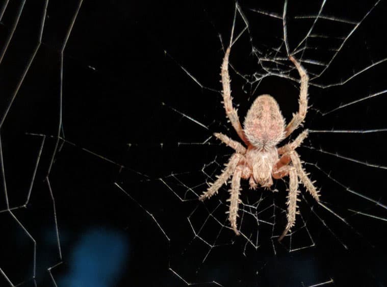 A tan-colored spider on a web against a black background.