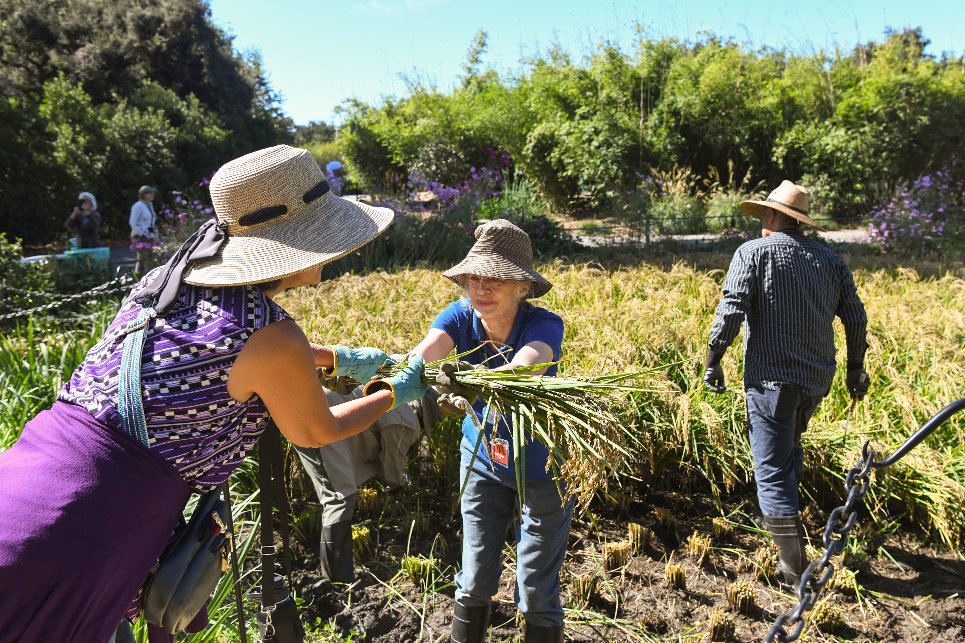 Three people harvest rice in a sunny field.