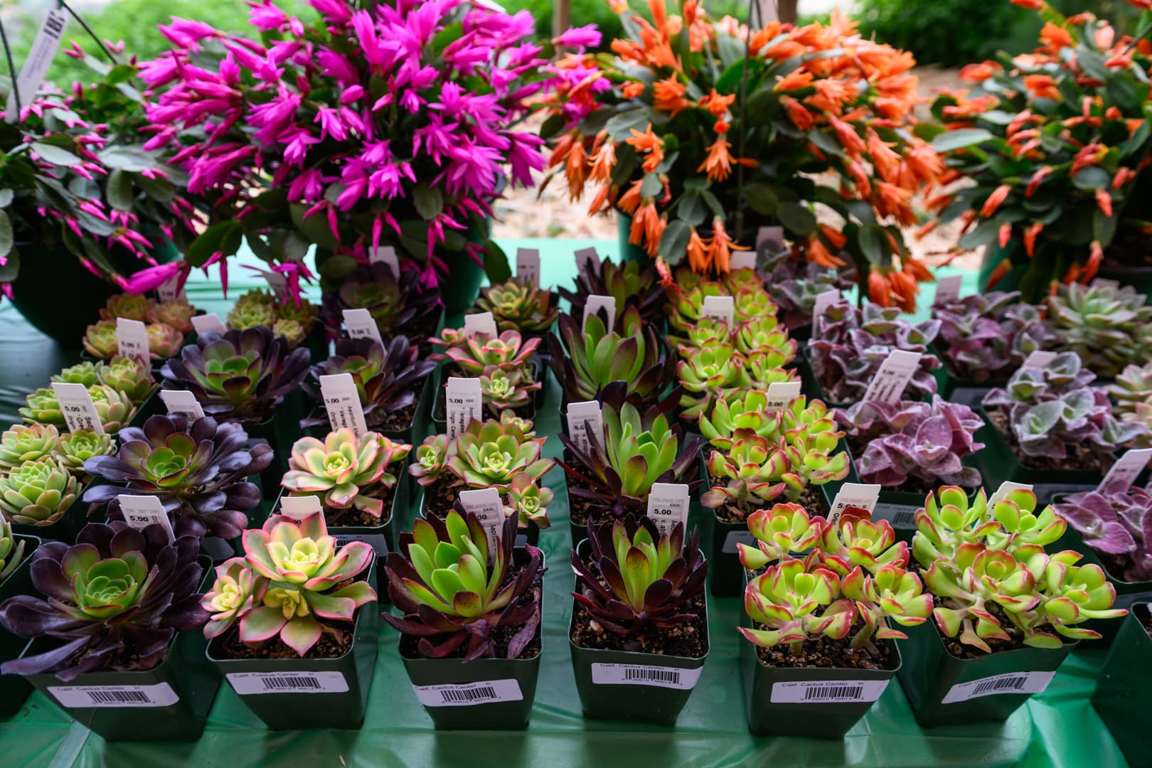 A grid of small, colorful succulents in pots.