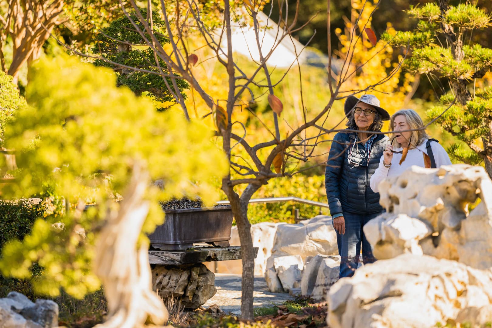 Two people observe a bare tree in a Chinese-style garden.