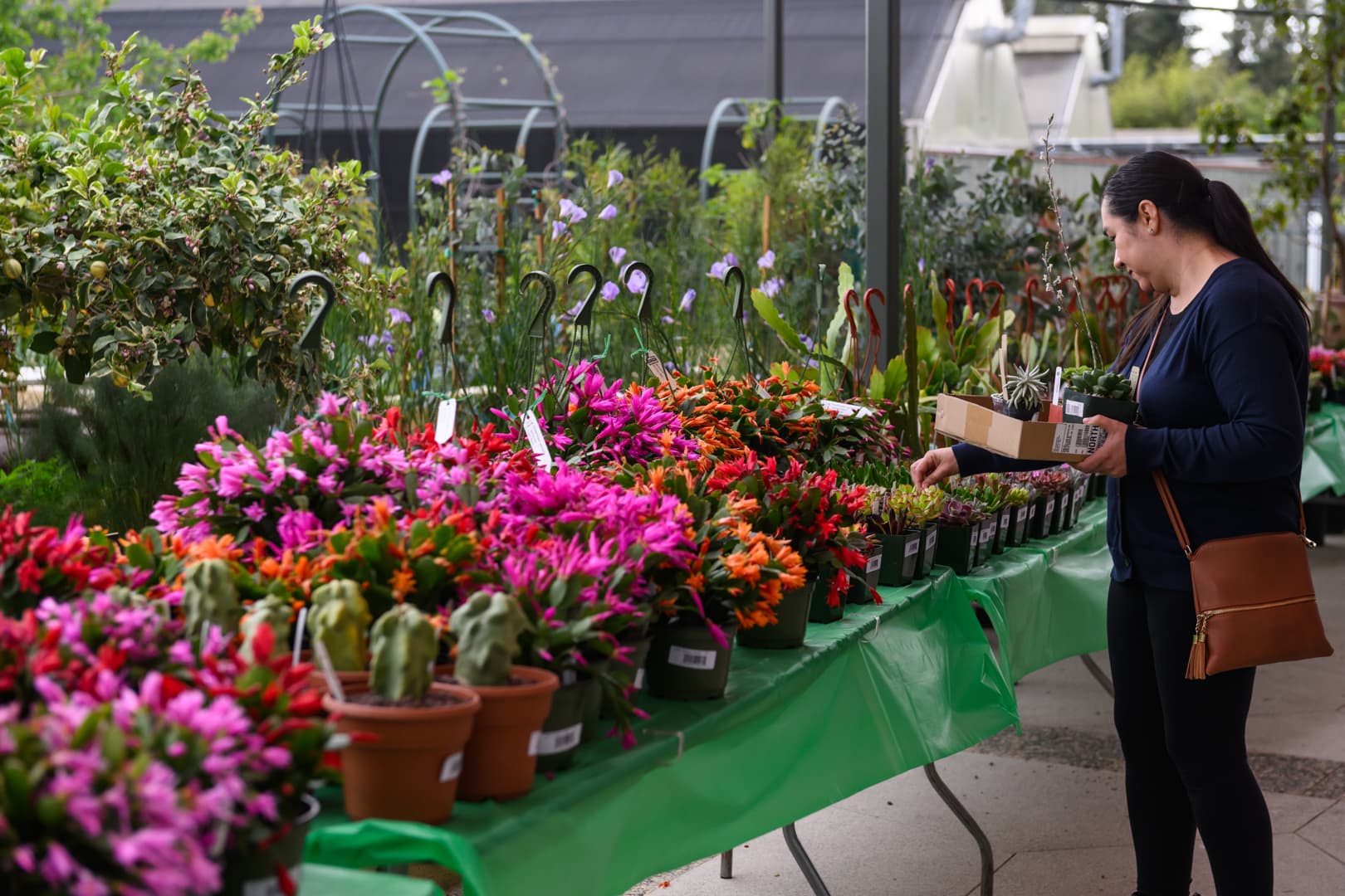 A person looks at a table filled with flowering plants in pots.