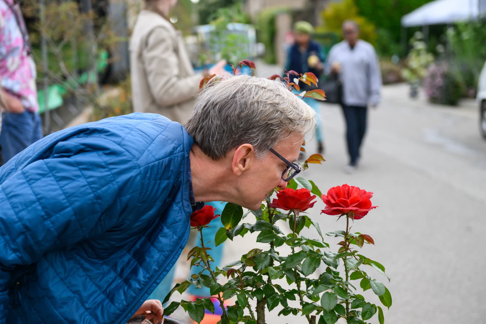A person in a blue jacket bent over to smell a rose.