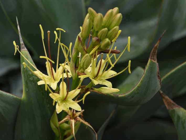 Close-up view of yellow flowers on a green plant.