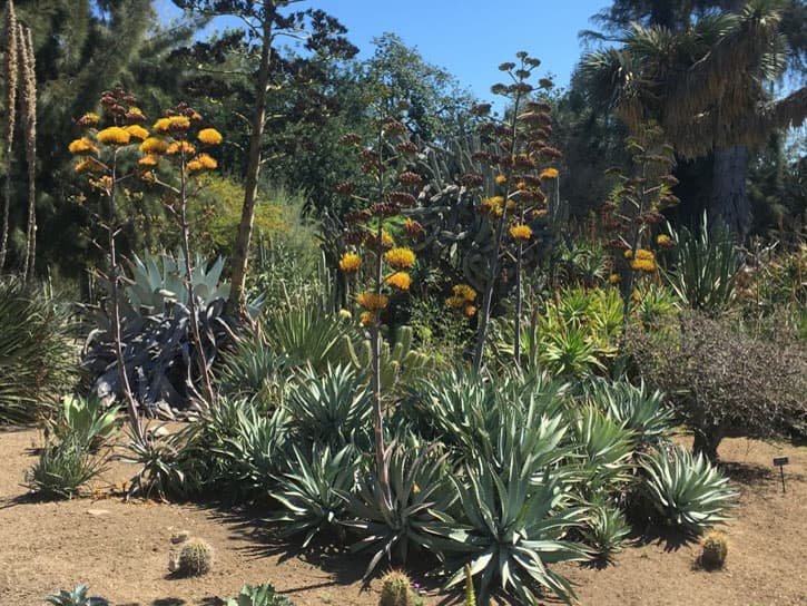 A cluster of blooming agave plants in a desert landscape.